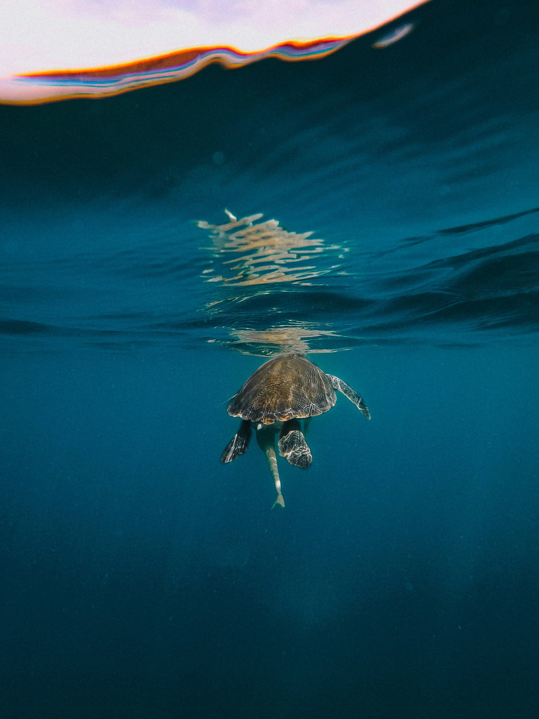 Turtle in the ocean